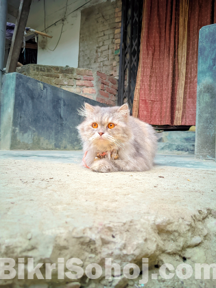 Parsean 3cot female cat